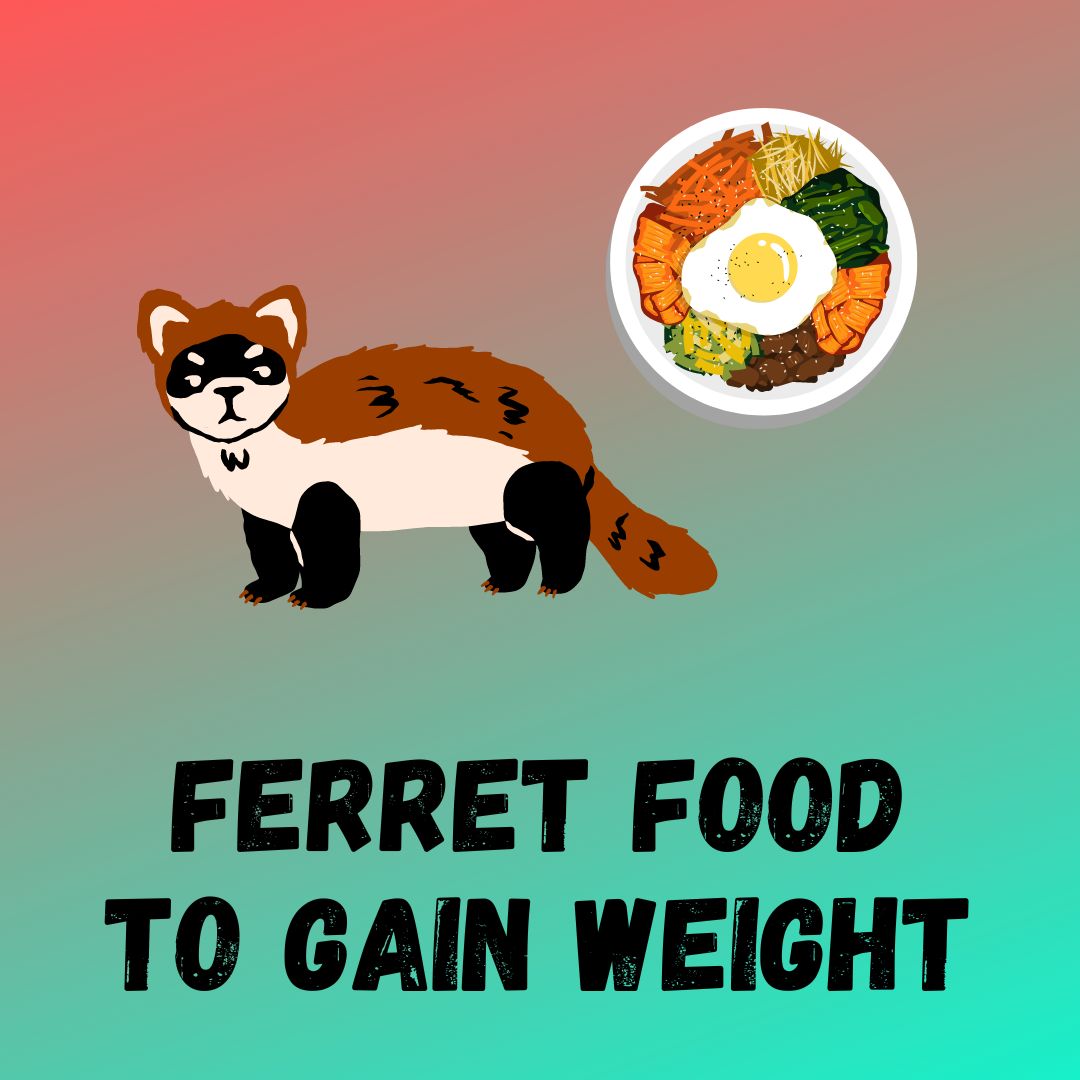 5+ Best Food For Ferret To Gain Weight (9 Reasons For Weight Loss)