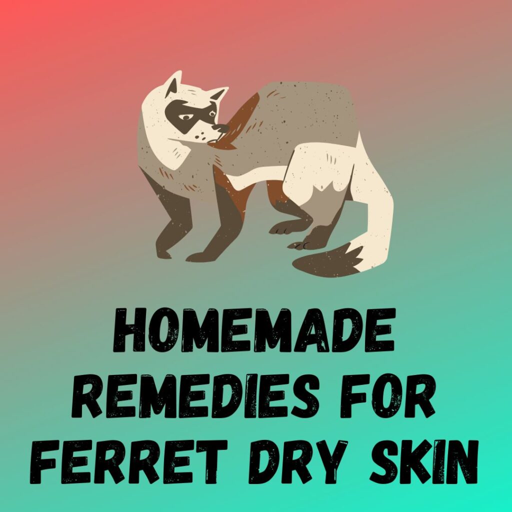 7 Homemade Remedies For Ferret Dry Skin - The Ferret Zone