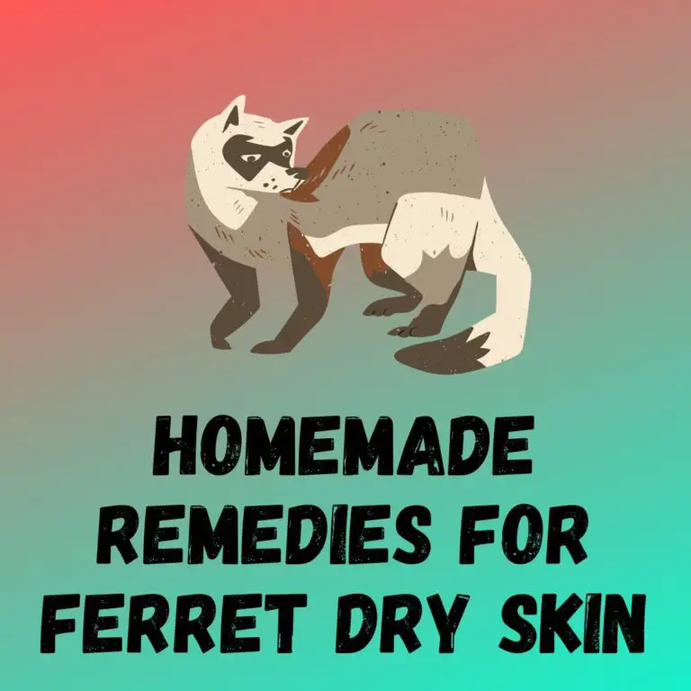 Homemade Remedies For Ferret Dry Skin