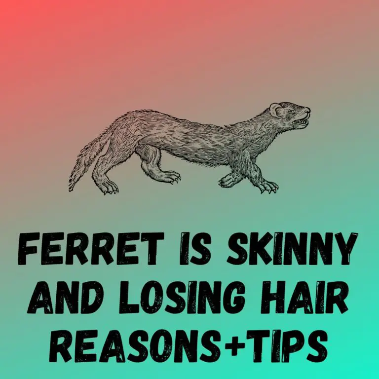 My Ferret Is Skinny and Losing Hair