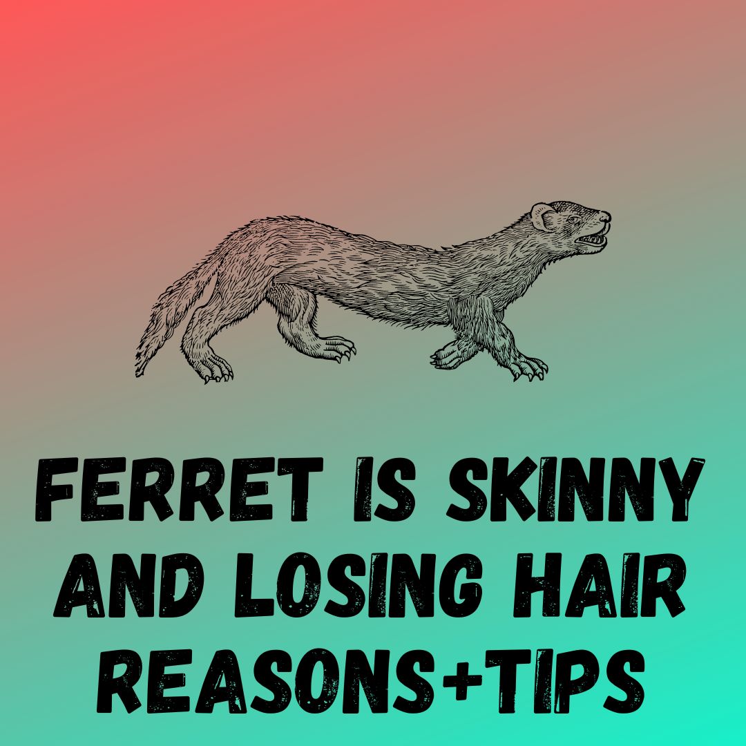 My Ferret Is Skinny and Losing Hair: 7 Causes, Diagnosis & Treatment