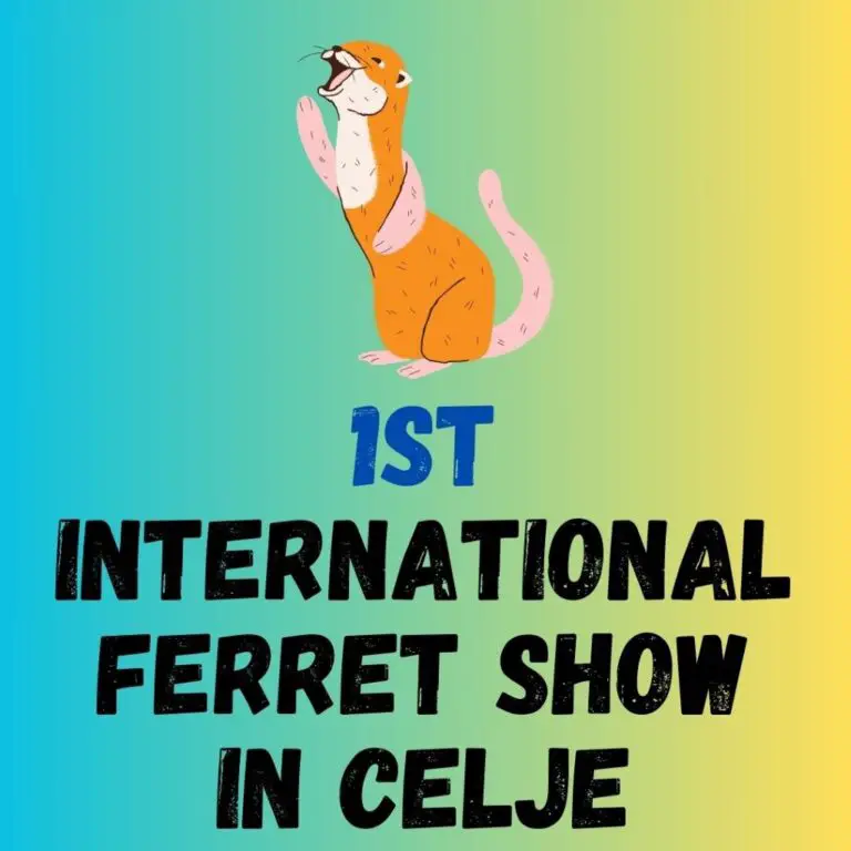 1st International Ferret Show in Celje
