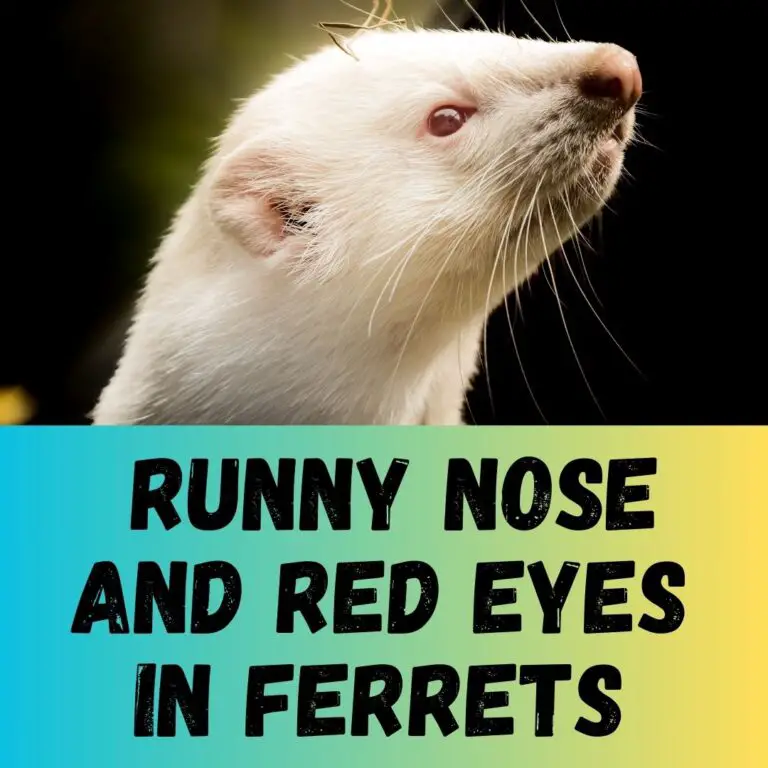 Common Causes of Runny Nose and Red Eyes in Ferrets