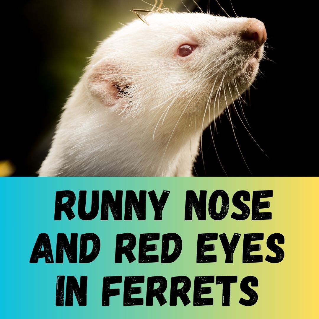 Common Causes of Runny Nose and Red Eyes in Ferrets