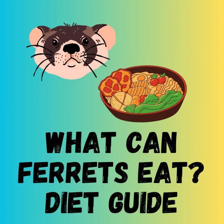 What Can Ferrets Eat? Ferret Diet