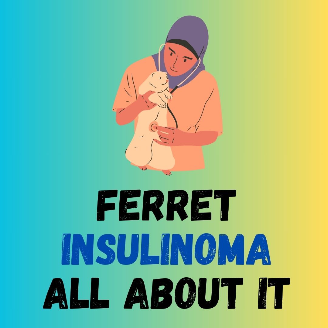 Ferret Insulinoma Diagnosis: Monitoring, Treatment, and Care