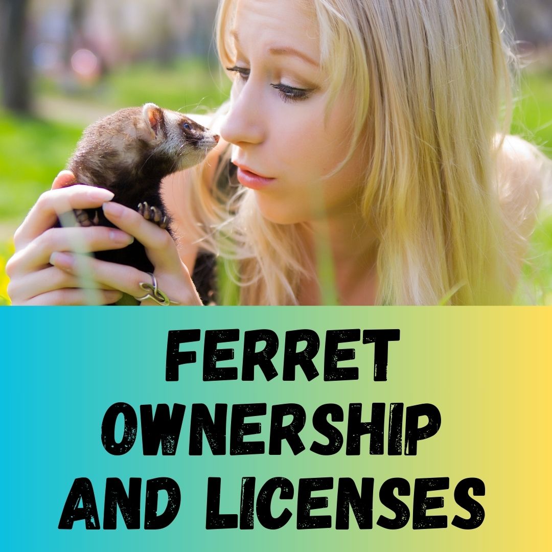 Ferret Ownership and Licenses What You Need to Know