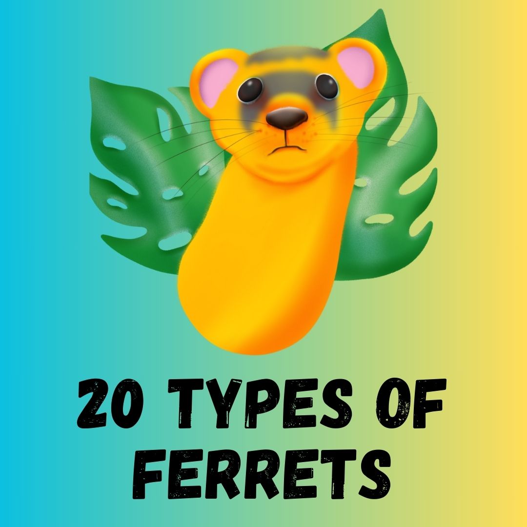 20 Types of Ferrets Colors, Patterns, and Descriptions