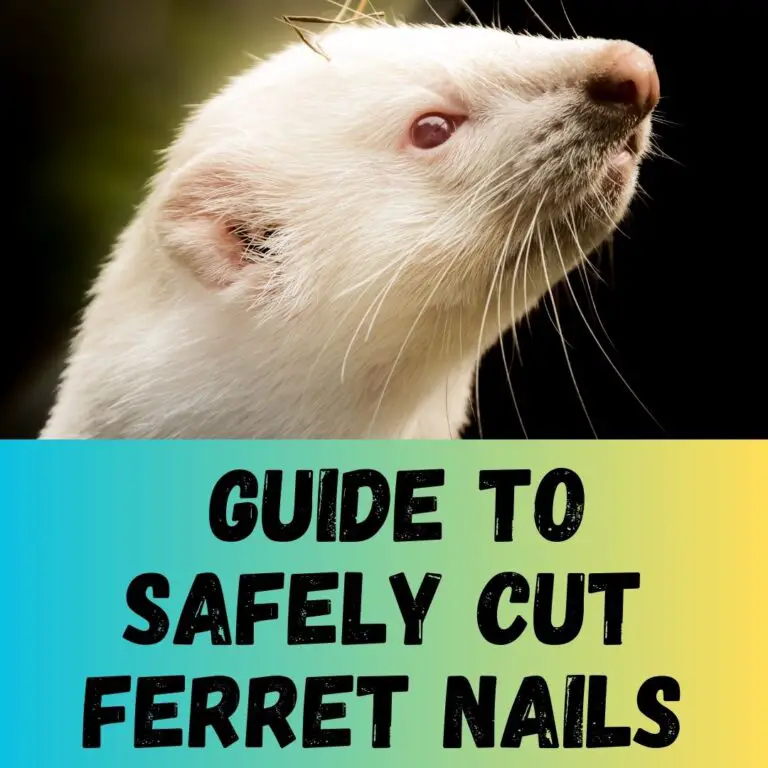 Step-by-Step Guide to Safely Cut Ferret Nails