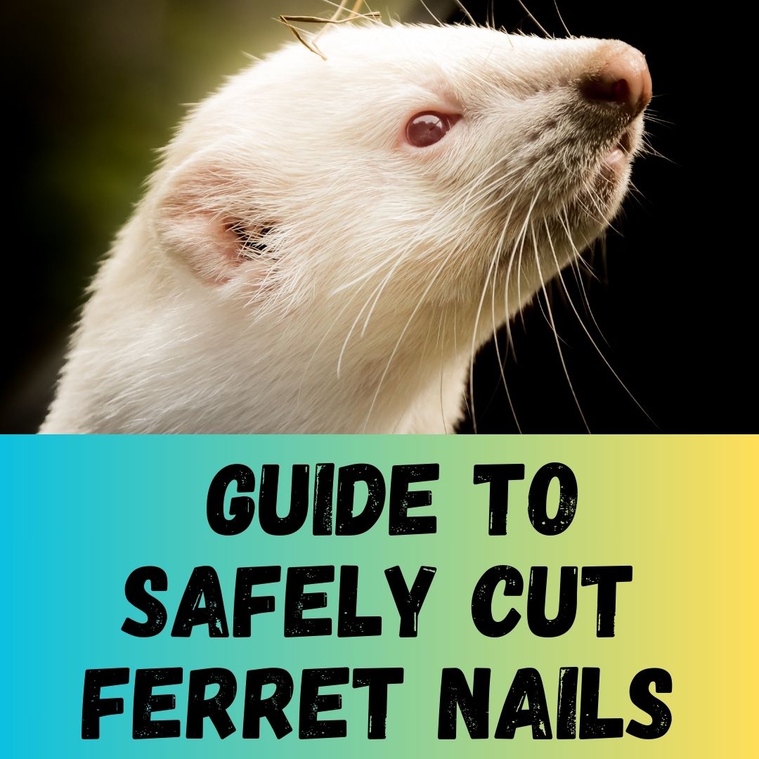 Step-by-Step Guide to Safely Cut Ferret Nails